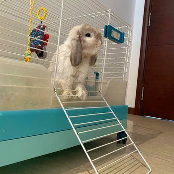 Holland Lop Rabbit 