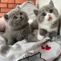 British shorthair Kittens