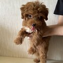 Male Maltipoo -1