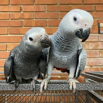Beautiful talking African Grey Parrots Available