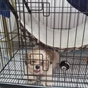 Shitzu puppy with the cage and its belongings -4