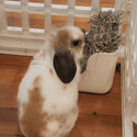 Cute holland lop bunny for sale! -2