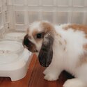 Cute holland lop bunny for sale! -1