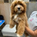 Cavapoo for sale!-0