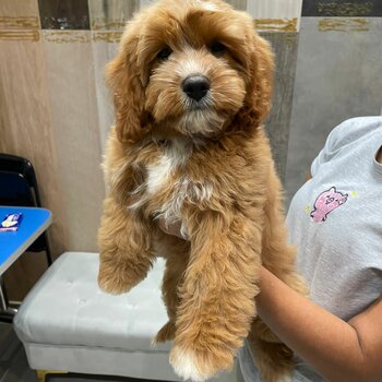 Cavapoo for sale!