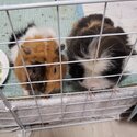 **Adopted**Rehoming 2 male guinea pigs to good home-2