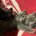 Kittens for sale-4