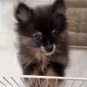 Pomsky × Pomeranian Puppy-1