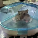 Cute baby Dwarf hamsters for adoption-1