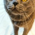 Pure Bred British Shorthair-5