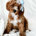 Cavapoo puppies for sale. King Charles Spaniel mixed Poodle. Cavapoo dog for sale Singapore -0