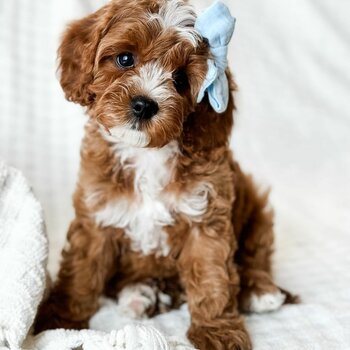 Cavapoo puppies for sale. King Charles Spaniel mixed Poodle. Cavapoo dog for sale Singapore 