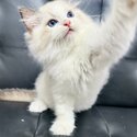 Pure Breed Ragdoll Kitten-3