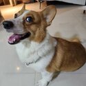 Young Corgi male -1