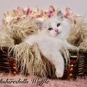 Truly amazing , top quality pedigree Ragdolls with full package-1