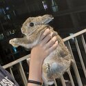 2 rabbits for rehoming-1