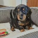 Adorable Dachshund Puppies for adoption-4