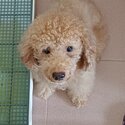 Pure miniature poodle for sale-0