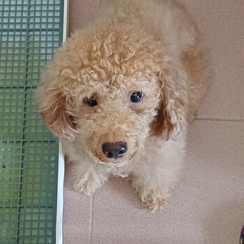 Pure miniature poodle for sale