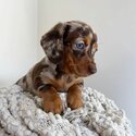 Dachshund Puppies Available -1