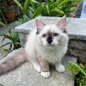 Charming Blue-Eyed Feline Companion - Siamese Mix-2