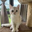 Gold/Silver British short hair kittens for adoption, very affectionate-4