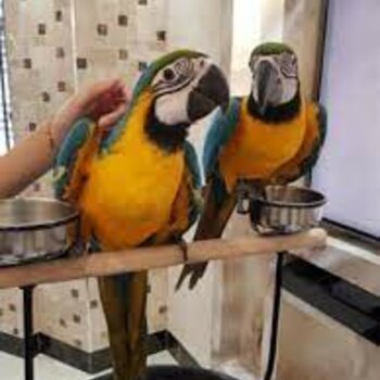 Tame Blue and Gold Macaw Parrots