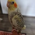 2 month old cockatiel -0