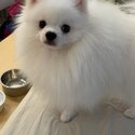 Pomeranian for sale-1