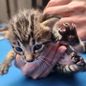 ALL ADOPTED! Free 2-3 weeks old kittens with blue eyes!-2