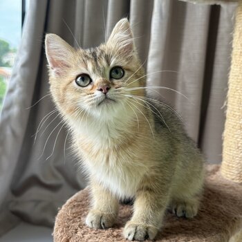 Gold/Silver British short hair kittens for adoption, very affectionate