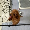 Female 4 months maltipoo -2