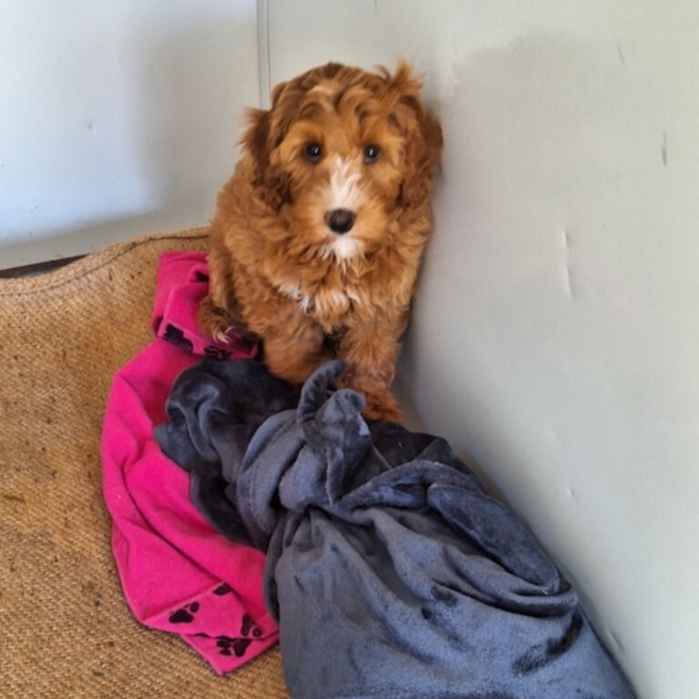 Rehoming labradoodle puppy