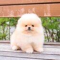 🌟 Cute Pomeranian Puppies for Sale – Purebred & Adorable! 🌟 WhatsApp: +60 11-2825 6530