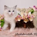 Truly amazing , top quality pedigree Ragdolls with full package-3