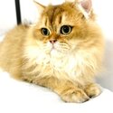 Pedigree British Long Hair Kitten Looking For New Home-5