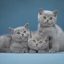 British Shorthair kittens for sale Singapore 