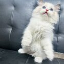 Pure Breed Ragdoll Kitten-5