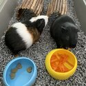 2 lovely Guinea Pigs Looking for a New Home -1