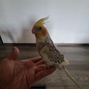 2 month old cockatiel -1