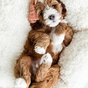 Cavapoo puppies for sale. King Charles Spaniel mixed Poodle. Cavapoo dog for sale Singapore -5