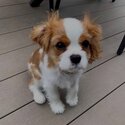 Cavalier king Charles Puppies males and females available now -1