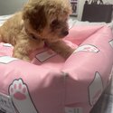 Maltipoo For sale -4