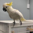 African grey And cockatoo Parrots for adoption male and female -4