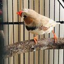 Male Zebra Finch for sale-0