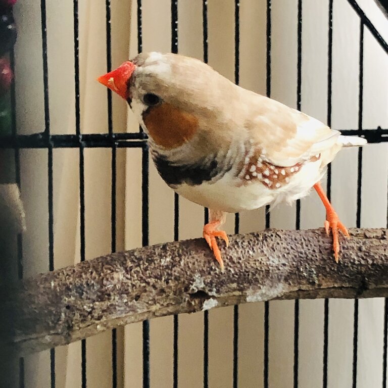 Male Zebra Finch for sale