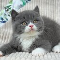 British shorthair Kittens