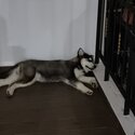 Young Husky Puppy to Rehome-5