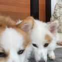 1 yr old mixed corgi siblings for sale-4