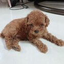 4 toy poodles for sale-3